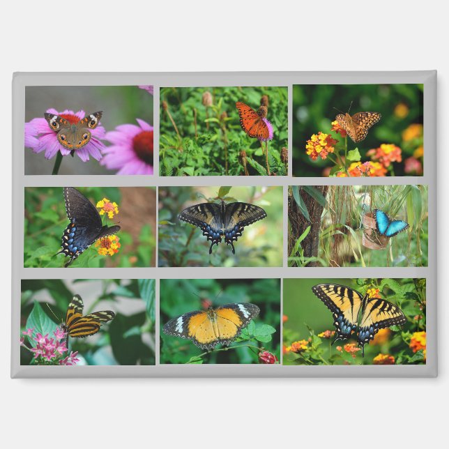 Macro Butterflies postcard Magnet (Front)