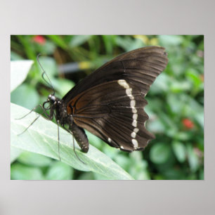Macro Butterfly Print
