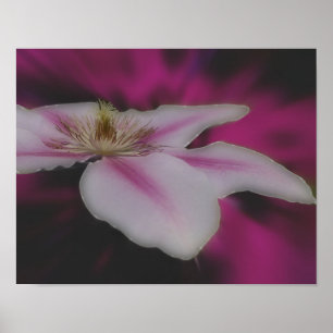 Macro Clematis In Pink Flower Poster