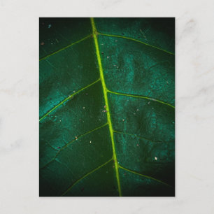 Macro Close-Up of Green Leaf with Bright Yellow Postcard