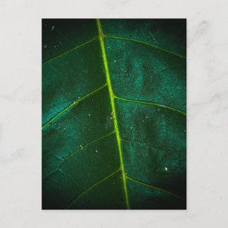Macro Close-Up of Green Leaf with Bright Yellow  Postcard