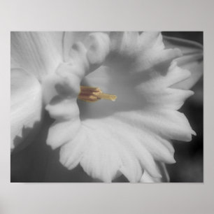 Macro Daffodil Partial Colour Flower Poster
