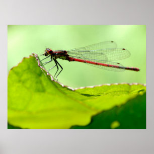 Macro damselfly on leaf  poster