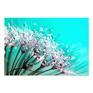 Macro Dandelion Seeds Water Drops Photo Print
