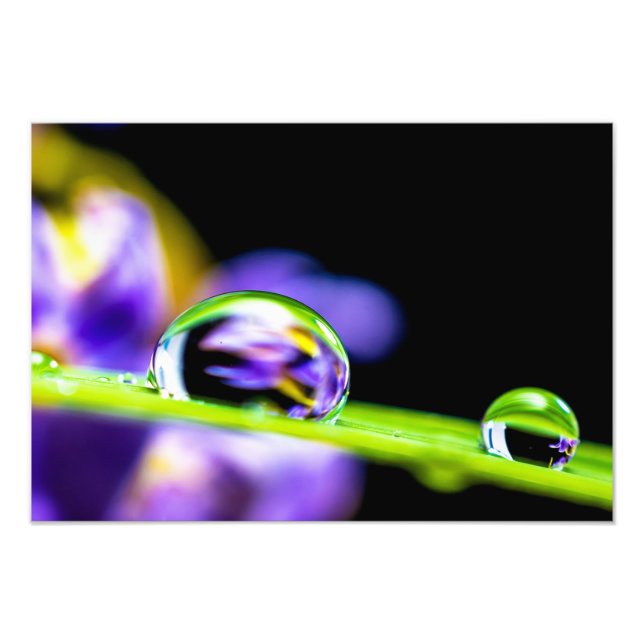 Macro Drop of Water on Blade Grass Purple Flower Photo Print (Front)