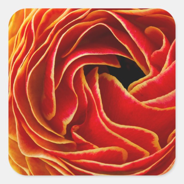 Macro flower abstract at Flower Fields Square Sticker (Front)