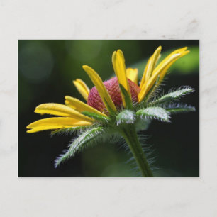Macro Flowers Petals Postcard