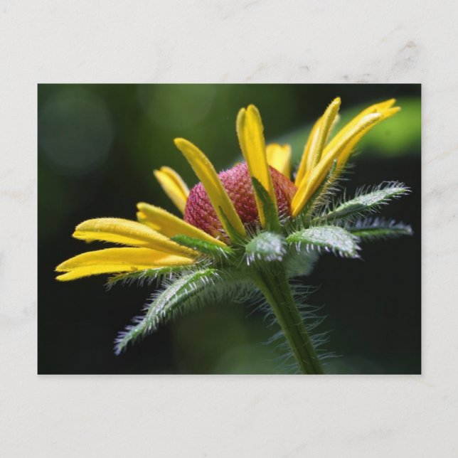 Macro Flowers Petals Postcard (Front)