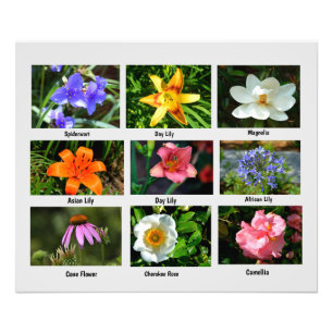 Macro flowers Photo Enlargement