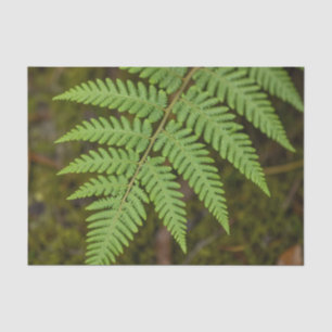 Macro Forest Fern Leaf Lush Green Nature Tissue Paper