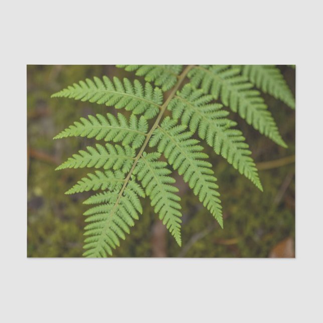 Macro Forest Fern Leaf Lush Green Nature  Tissue Paper (Front)