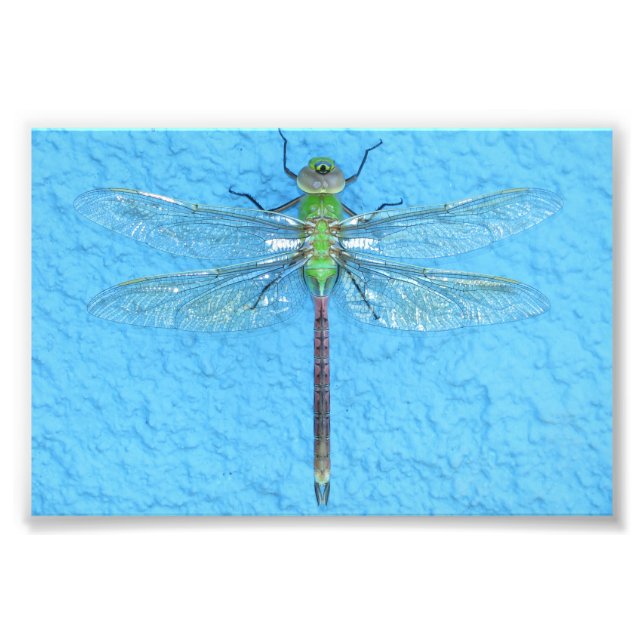 Macro Green Dragonfly on Blue Background Photo Print (Front)