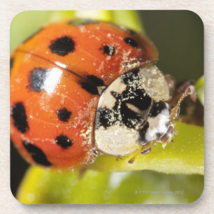 Macro; Horizontal; Colour; Colour; Nobody 2 Coaster