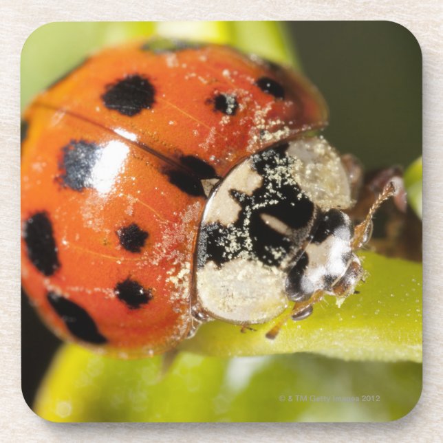 Macro; Horizontal; Colour; Colour; Nobody 2 Coaster (Front)
