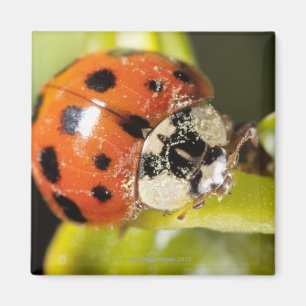 Macro; Horizontal; Colour; Colour; Nobody 2 Magnet