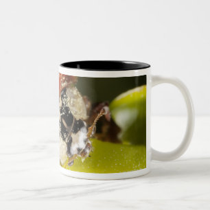 Macro; Horizontal; Colour; Colour; Nobody 2 Two-Tone Coffee Mug