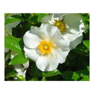 Macro image of a Cherokee Rose Photo Print