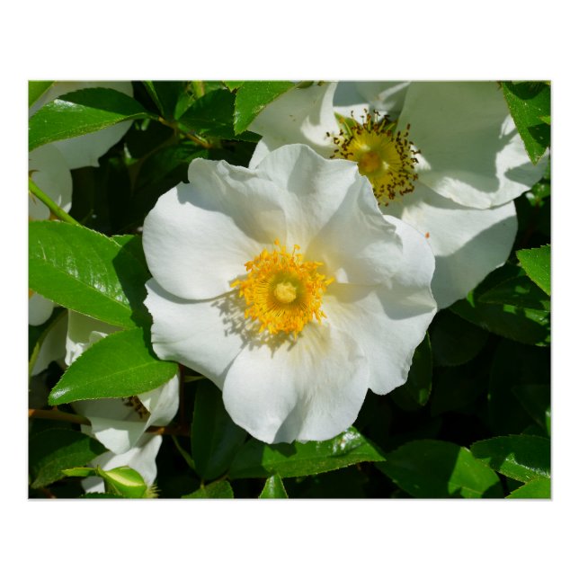 Macro image of a Cherokee Rose Poster (Front)