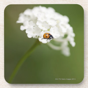 Macro image of a Ladybird on a wild flower Coaster