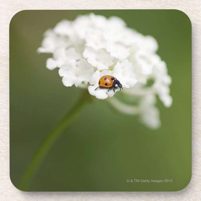 Macro image of a Ladybird on a wild flower Coaster (Front)