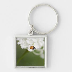 Macro image of a Ladybird on a wild flower Key Ring