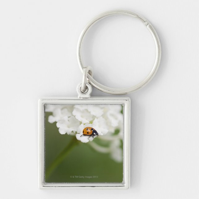 Macro image of a Ladybird on a wild flower Key Ring (Front)