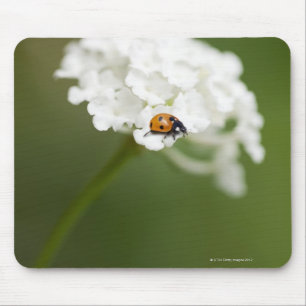 Macro image of a Ladybird on a wild flower Mouse Pad