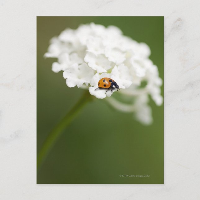 Macro image of a Ladybird on a wild flower Postcard (Front)