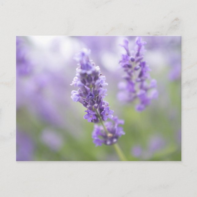 Macro image of lavender flowers with very postcard (Front)