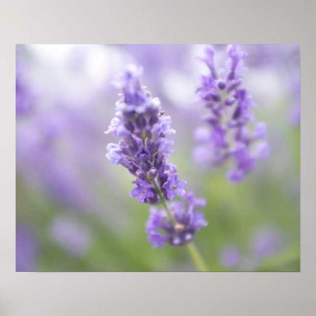 Macro image of lavender flowers with very poster (Front)