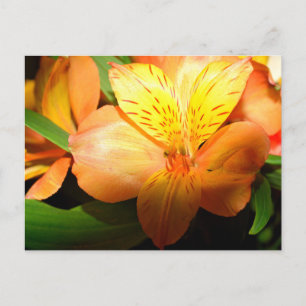 Macro image showing daylily flower postcard