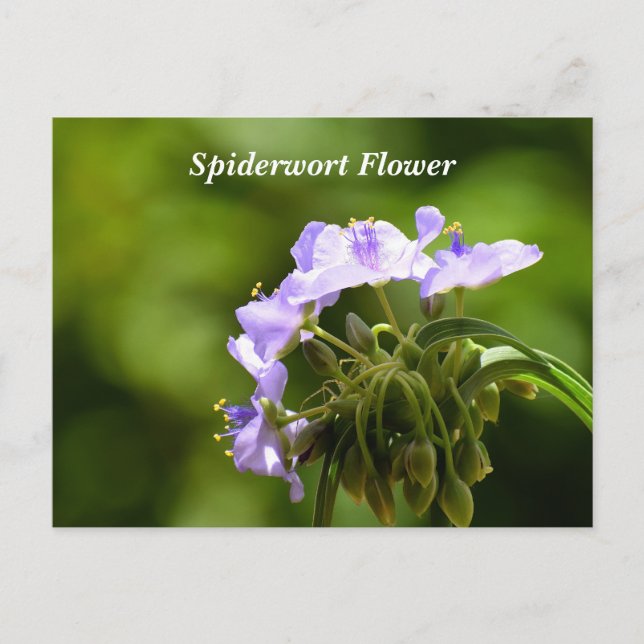 Macro image showing spiderwort flower postcard (Front)
