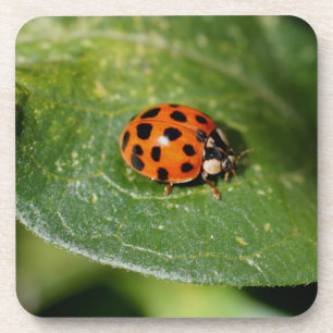 Macro Ladybug Nature Coaster Set