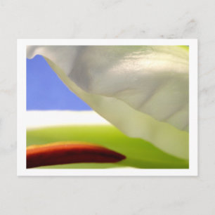 Macro Lily II Postcard