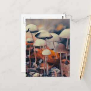 Macro Mushrooms Postcard
