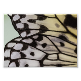 Macro Nymph Butterfly Wing Photo Print
