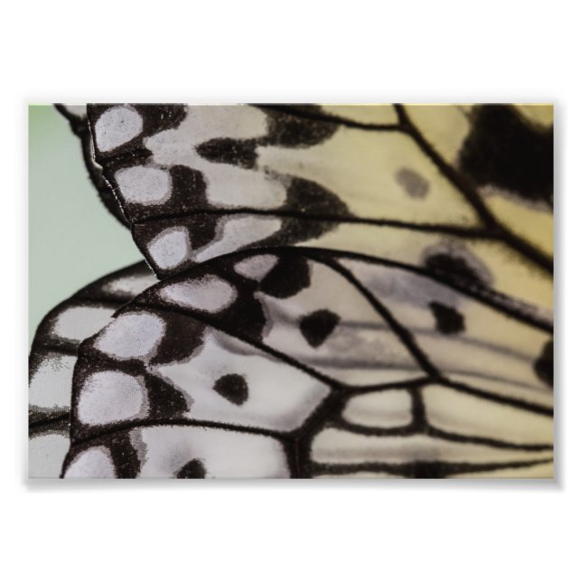 Macro Nymph Butterfly Wing Photo Print (Front)