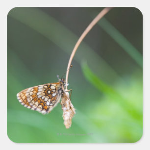 Macro of a butterfly- Boloria euphrosyne on Square Sticker