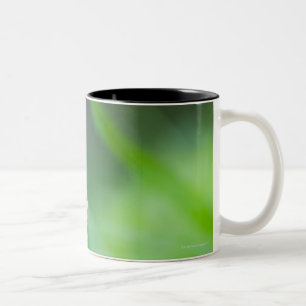 Macro of a butterfly- Boloria euphrosyne on Two-Tone Coffee Mug