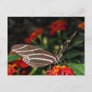 Macro of a Zebra Longwing Butterfly Postcard