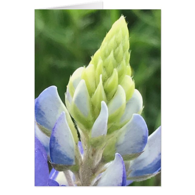 Macro of bluebonnet (Front)
