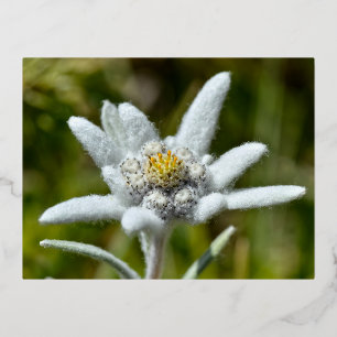 Macro of edelweiss flower foil holiday postcard