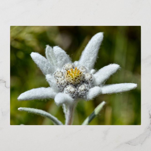 Macro of edelweiss flower foil holiday postcard (Front)