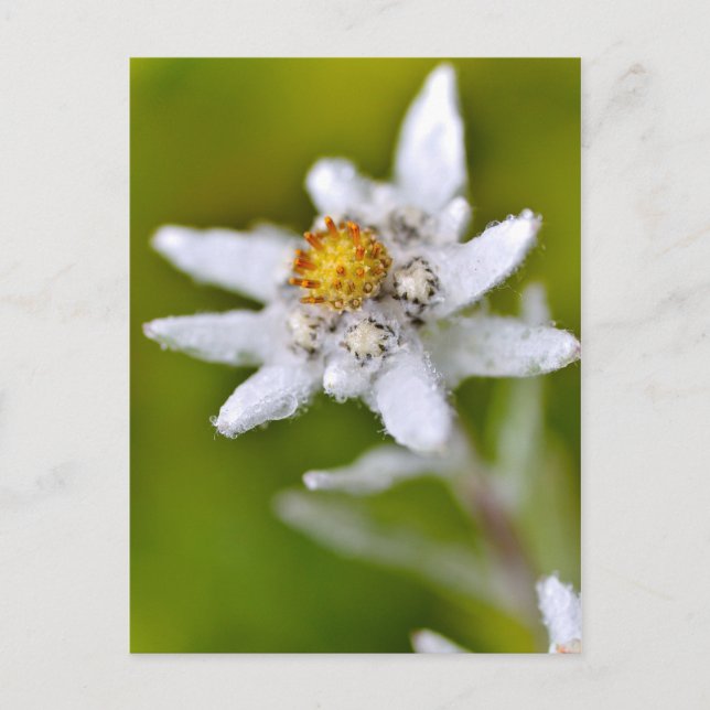 Macro of edelweiss flower postcard (Front)
