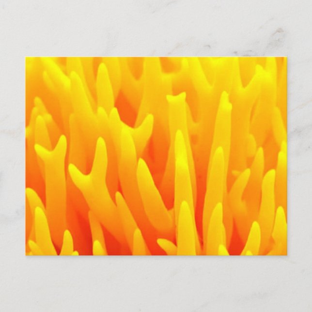 Macro of mushroom postcard (Front)