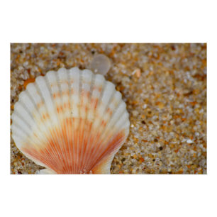 Macro of Scallop Sea Shell in the Sand on Beach Poster