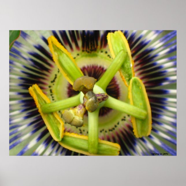 Macro Passion Poster (Front)