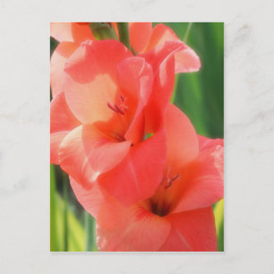 Macro Peach Gladiolas Flower Nature Postcard