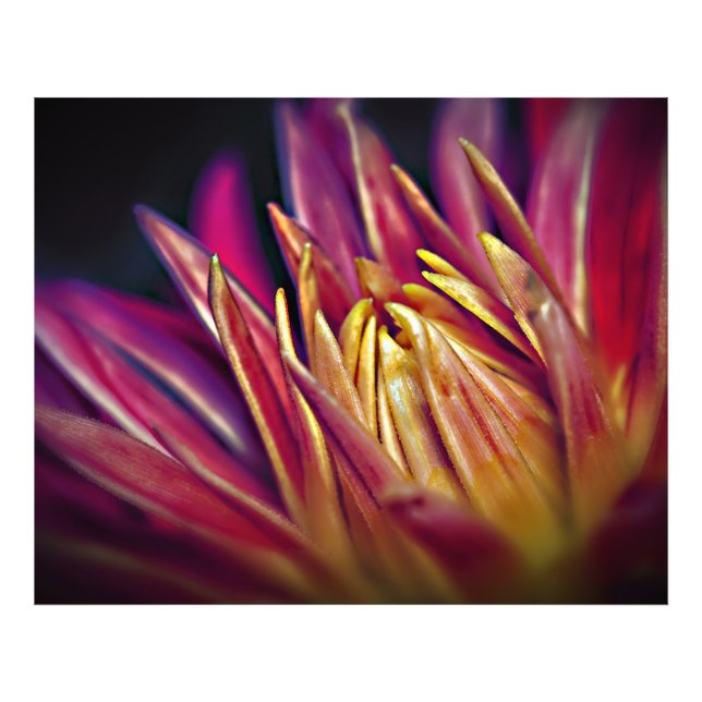 Macro photo flower (Front)