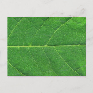 Macro Photo Leaf Postcard